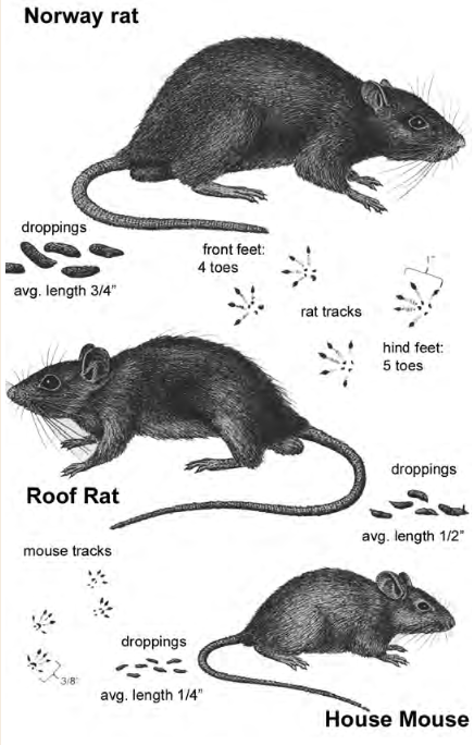 Rats and Mice: How to Manage Using Snap Traps - Pests in the Urban  Landscape - ANR Blogs