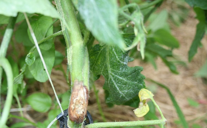 Sclerotinia sclerotiorum in Fall Lettuce Production in North Georgia ...