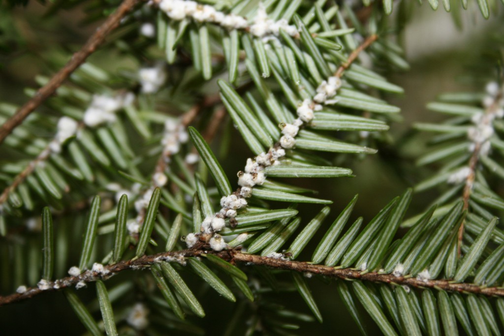 A green pine branch with white, woolly masses gathered around the base of its needles.
