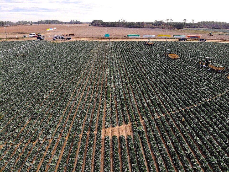 Mid Season Pest Management in Cotton, 2012 Style - IPM in field