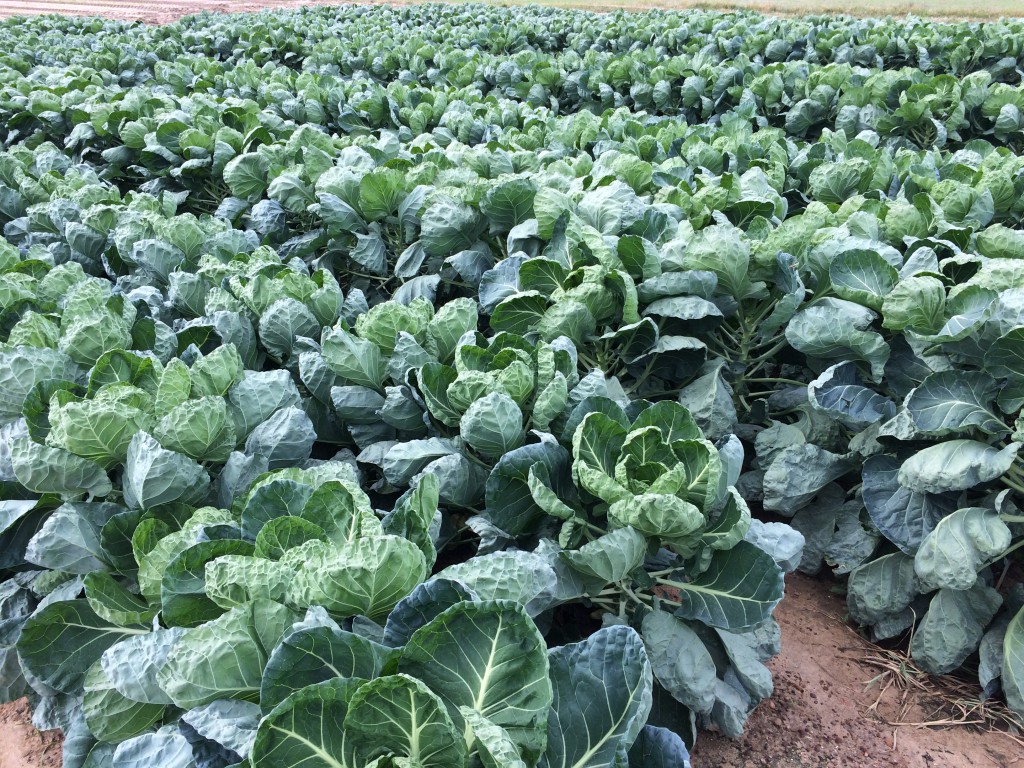 2020 North Georgia Vegetable Variety Selection