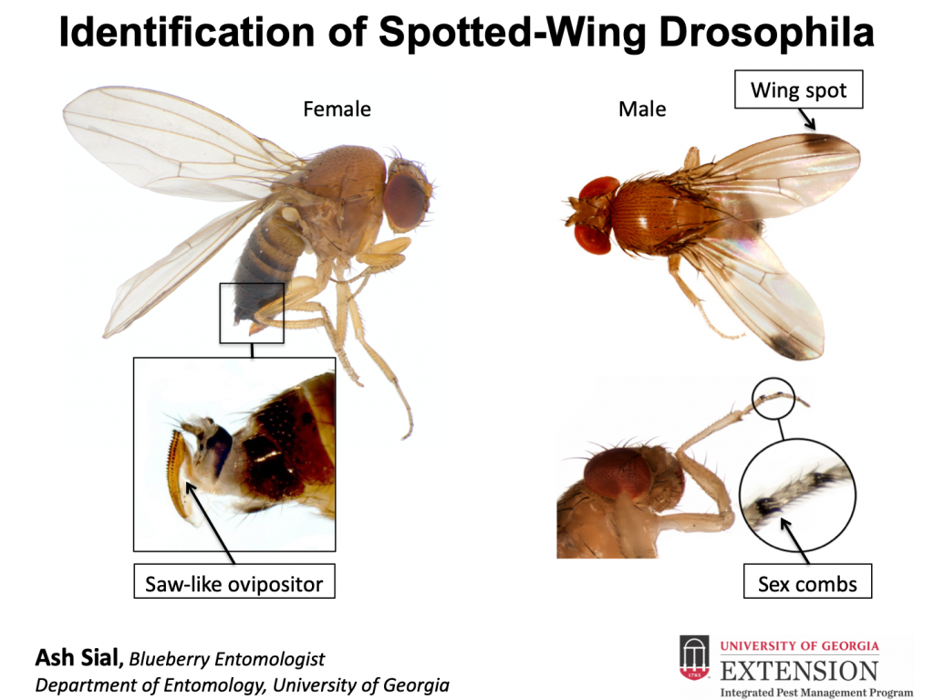 Fruit fly monitoring in commercial orchards