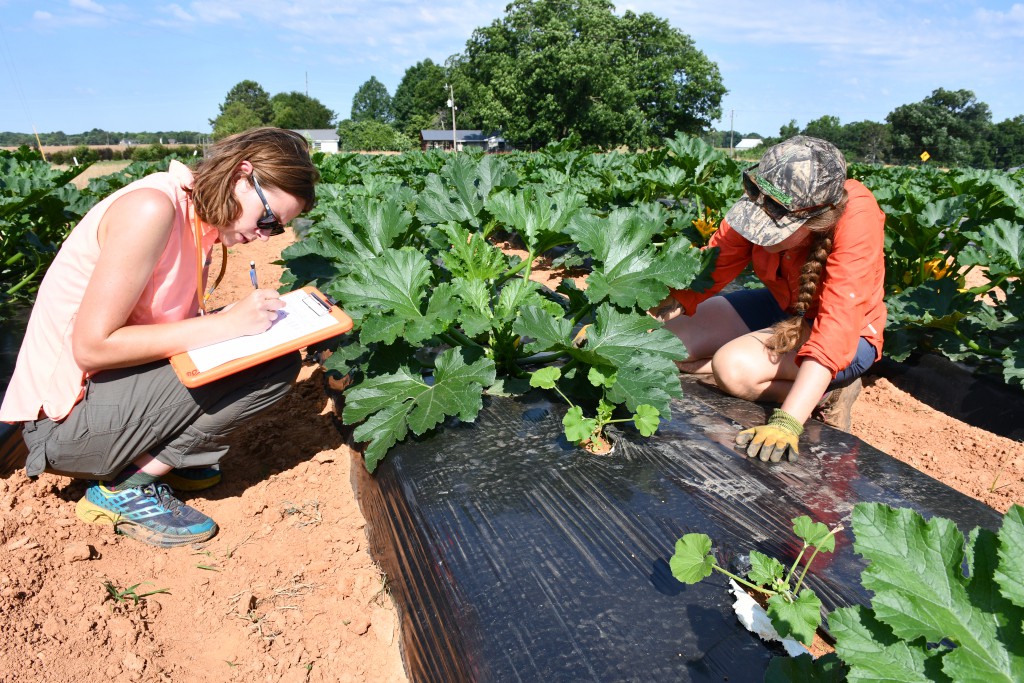 A New Approach for Successful Organic Peach Production in the Southeast -  Organic Farming Research Foundation