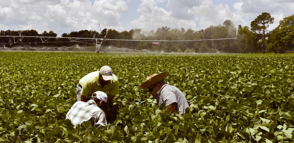 Researchers studying pests in a field