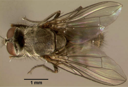 Adult horn fly on beige background. It is about 4mm long, brown, and has large brown eyes and wings.