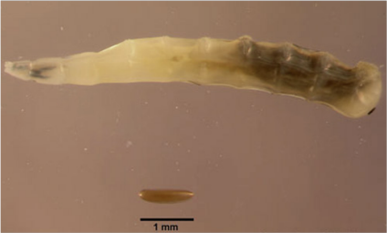 A larvae and egg of the horn fly. The skinny, elongated yellow larvae is about 4 times as big as the small brown egg, which resembles a grain of rice. The background is beige.