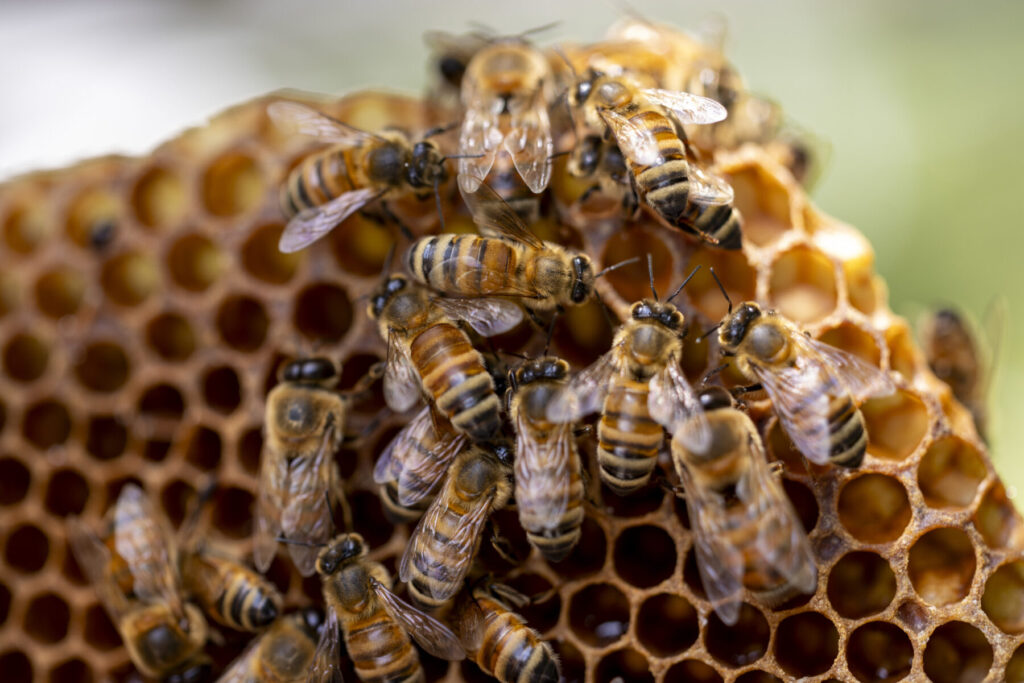 A close-up of a cluster of honey bees crawling on a piece of honey comb. The background is blurred.
