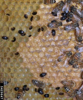 A cluster of small brown bugs inside of a beehive.