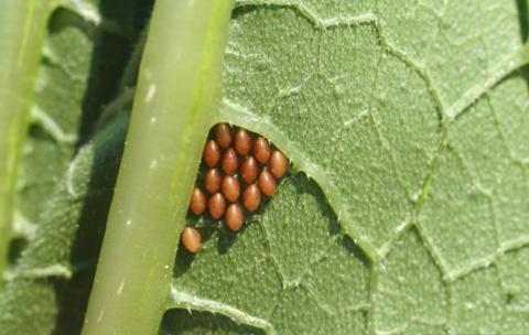 A cluster of tiny light-brown eggs on a green leaf.