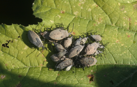 A cluster of small greyish-brown bugs on a leaf.