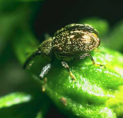 Round brown bug with white flecks on its body. It rests on a green bell pepper bud.