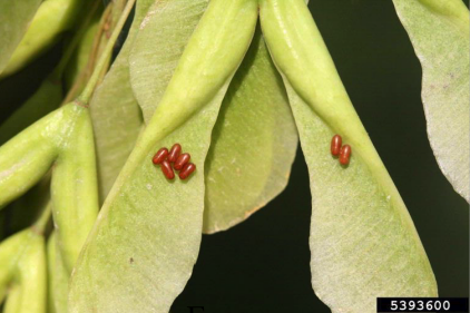 A catch of small, pill-shaped red eggs on a leaf.
