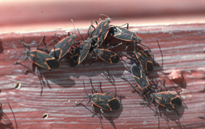 A cluster of oblong black bugs with orange markings resting on red wood.