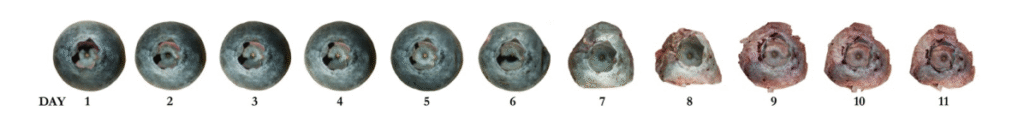 11 blueberries in a line that become increasingly more withered and damaged.