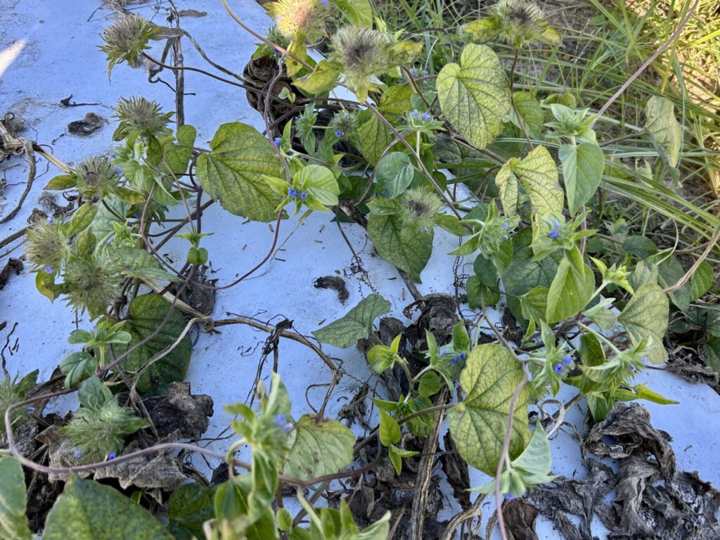 A patch of morning glory plants in a field; some vines are brown and dead.