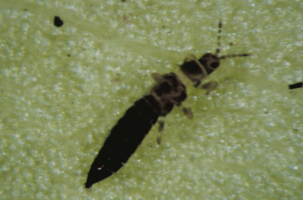 A close-up of a skinny black bug with six legs and two antennae on a leaf.