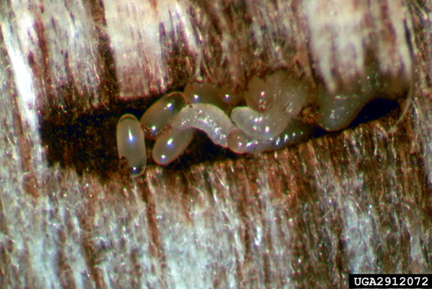 A close-up shot of small translucent worms in the crack of a piece of wood.