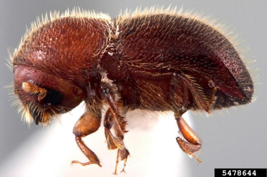 A close-up of a red beetle with small  yellow hairs.