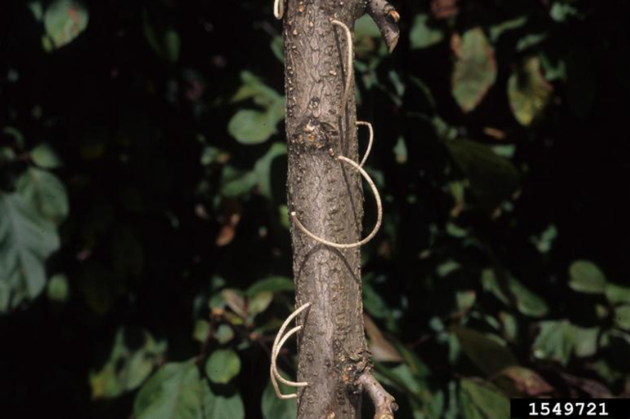 A skinny branch with spirals of wood protruding out of it.
