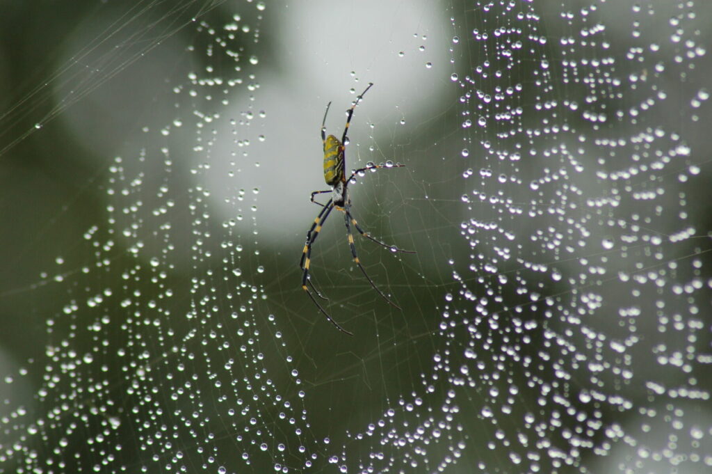 A yellow and black spider sits on a web that's covered in dew drops.