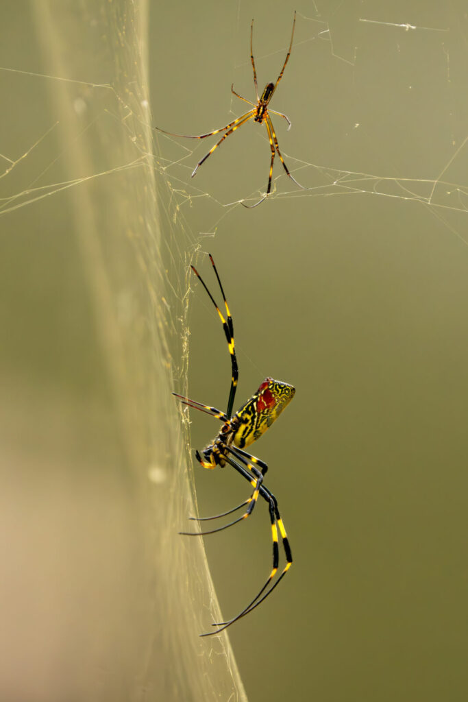 Two yellow and black spiders sit on a web.