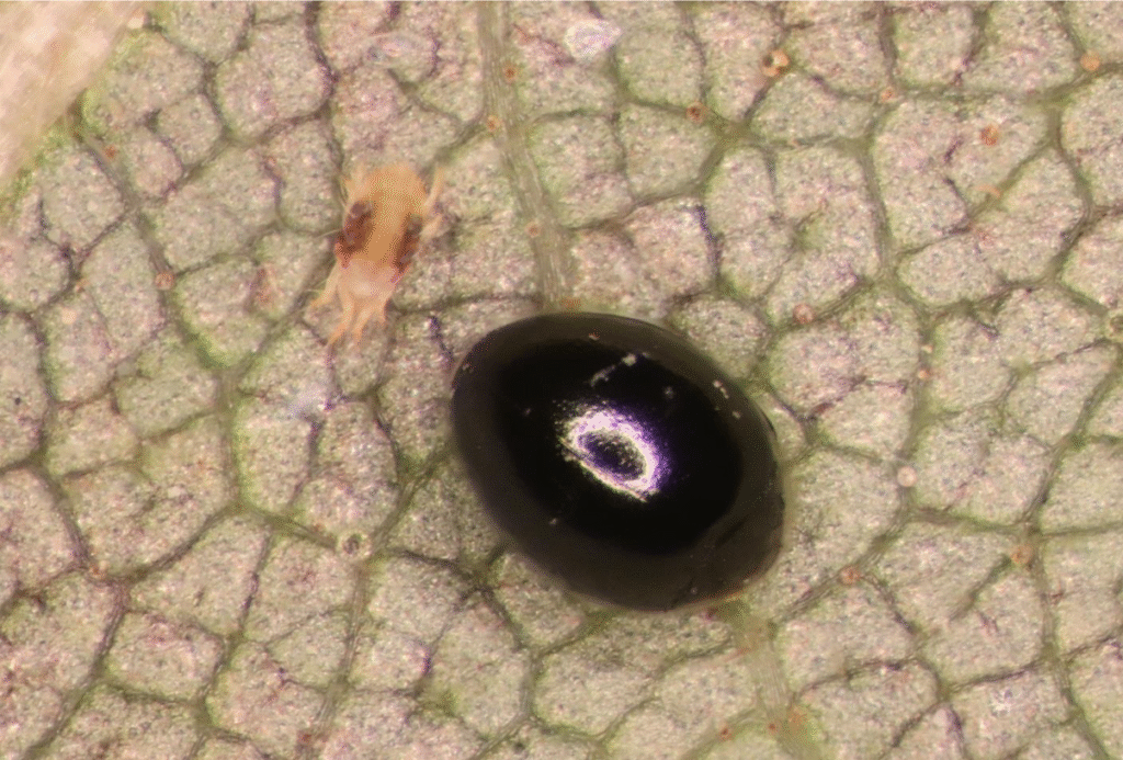 A close-up of a brown spherical blob on a leaf.
