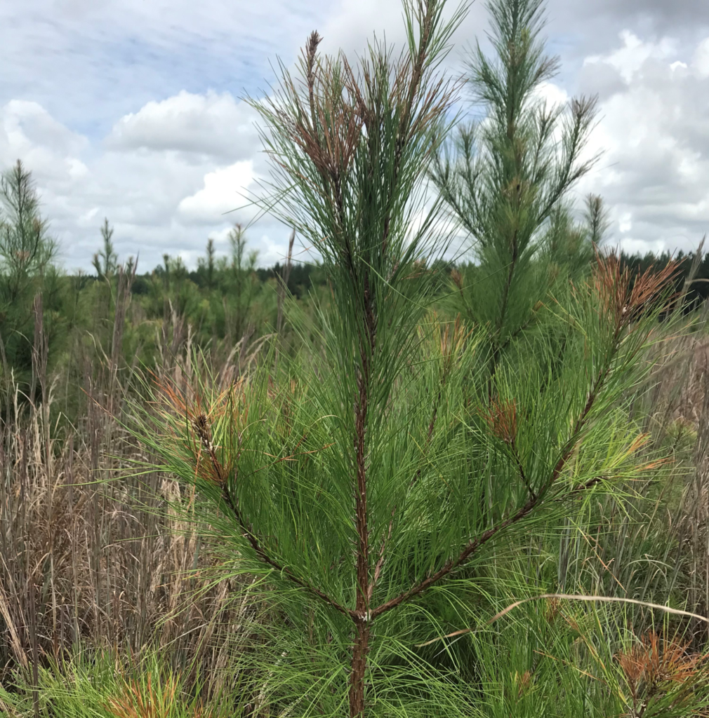 Small pine tree with reddish-brown NPTM-damaged pine tips.