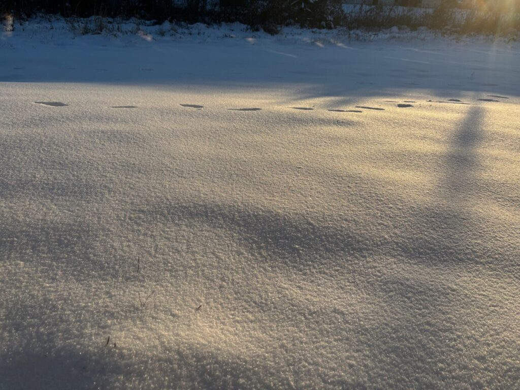 A shot of snow covering the ground.