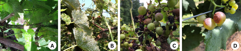 A figure with four photos of diseases grape plants that are marked "A" B" "C" and "D."