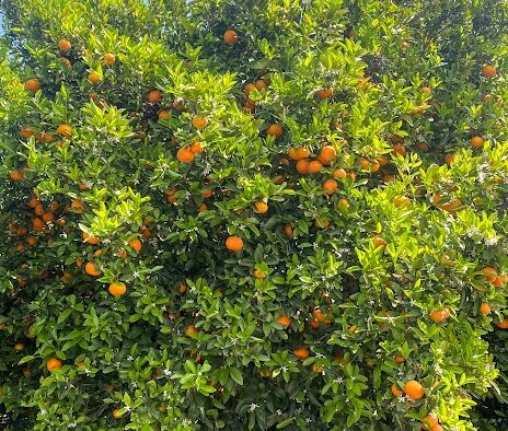 A zoomed in shot of an orange tree with green leaves and many oranges.