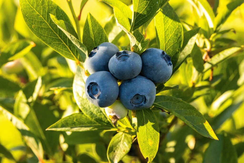A cluster of blueberries on a bush.
