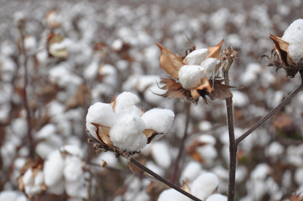A close up shot of a cotton plant in a field full of cotton plants.