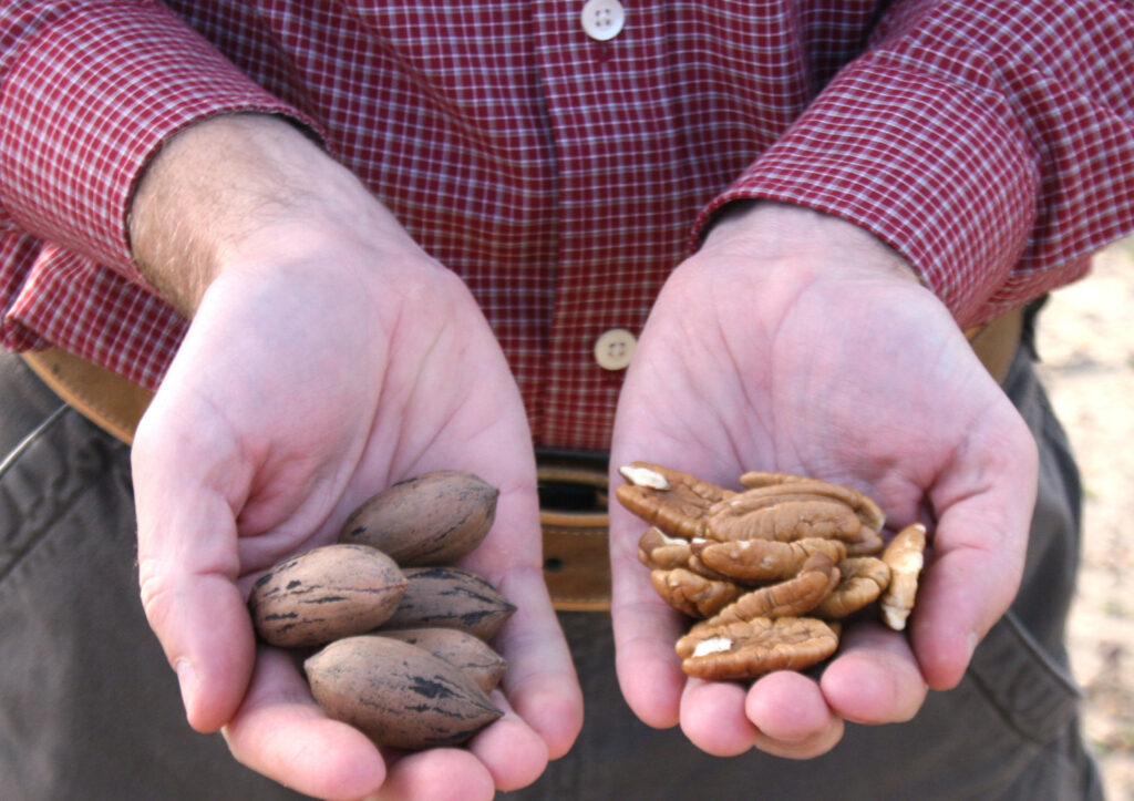 Two hands; the left holds whole pecans, and the right holds shelled pecans.