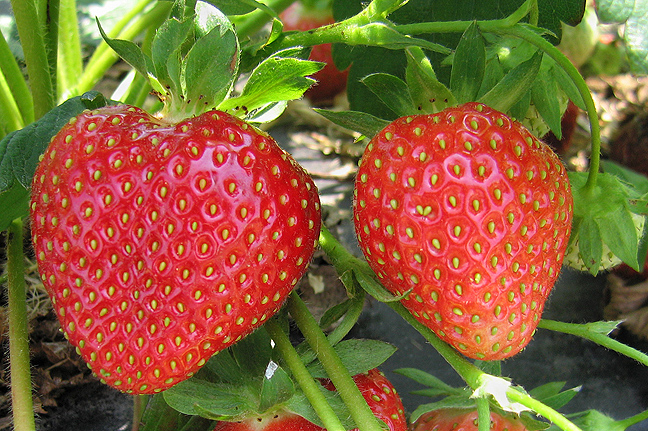 Two ripe red strawberries still on the stem.