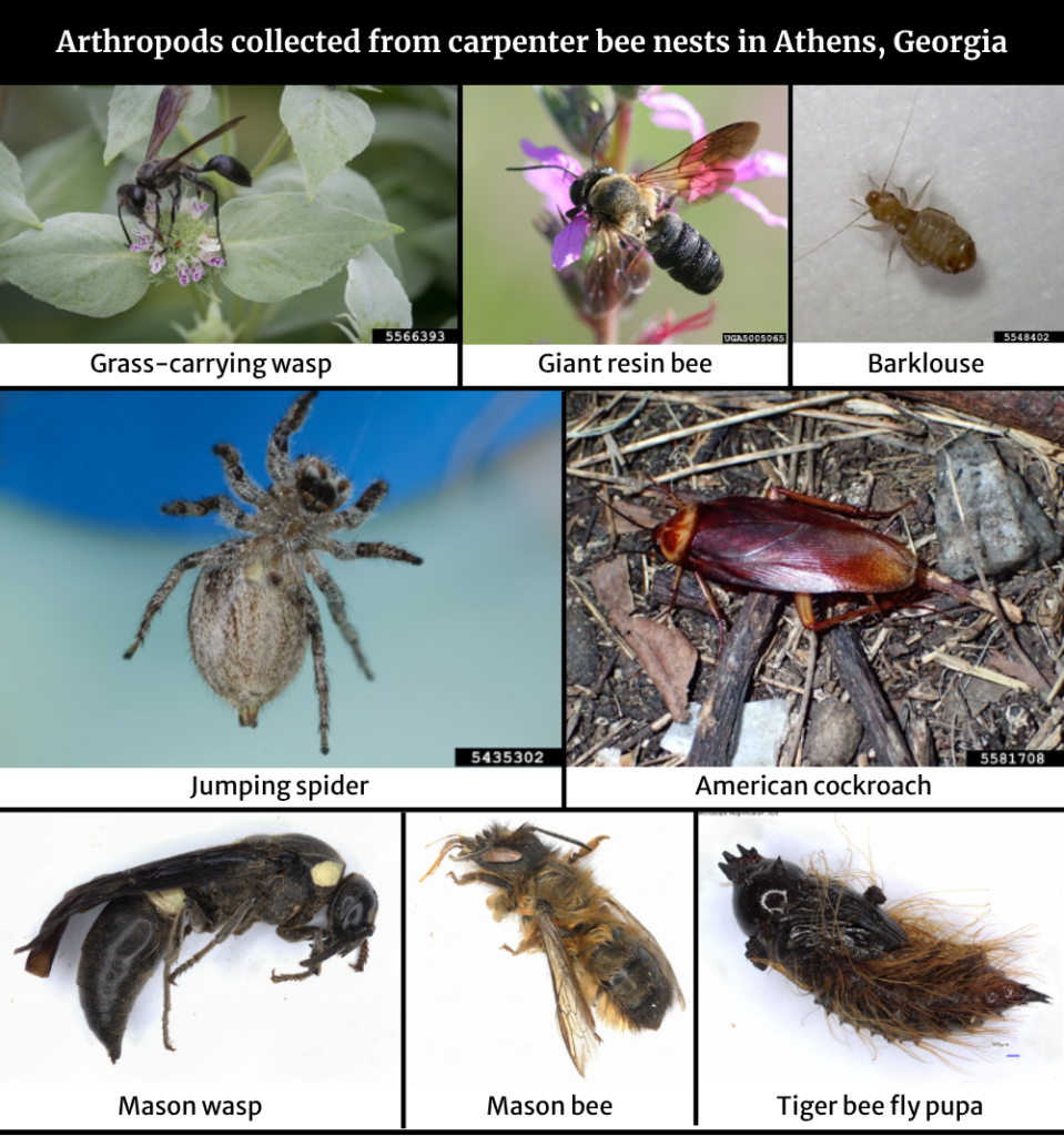 A gallery of insect photos representing other insects found in carpenter bee nests in Athens, GA.