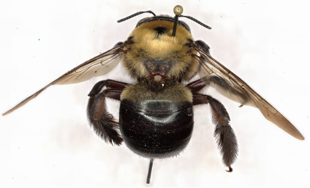 A large fuzzy bee with a hairless abdomen on a white background.