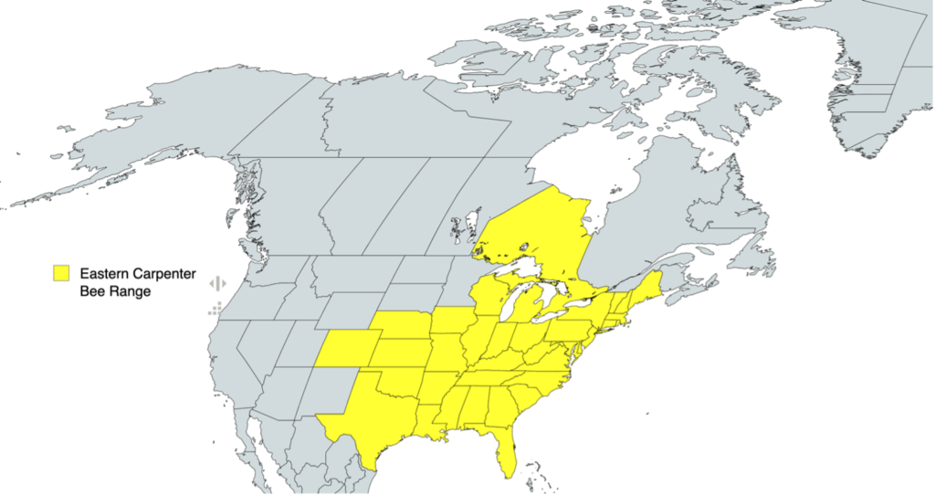 A map of the United States that shows many of the mid to eastern states filled in with yellow to show the range of the carpenter bee.