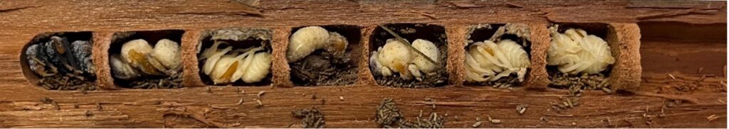 A piece of wood with a line of seven holes; the holes are filled with white juvenile bees.