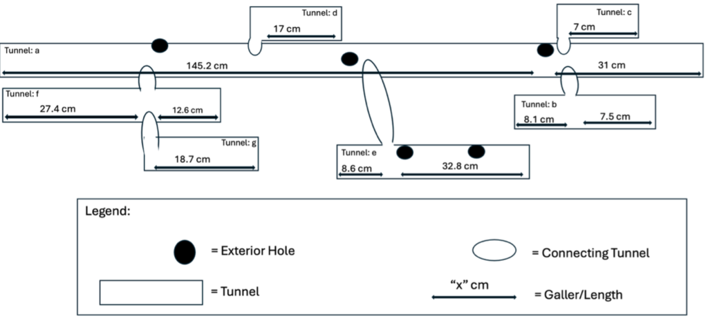 A black-and-white diagram representing a carpenter bee nest.