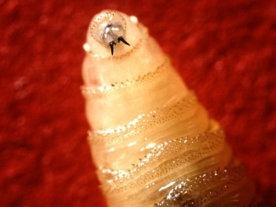 A close-up of a whitish larvae against a red background.