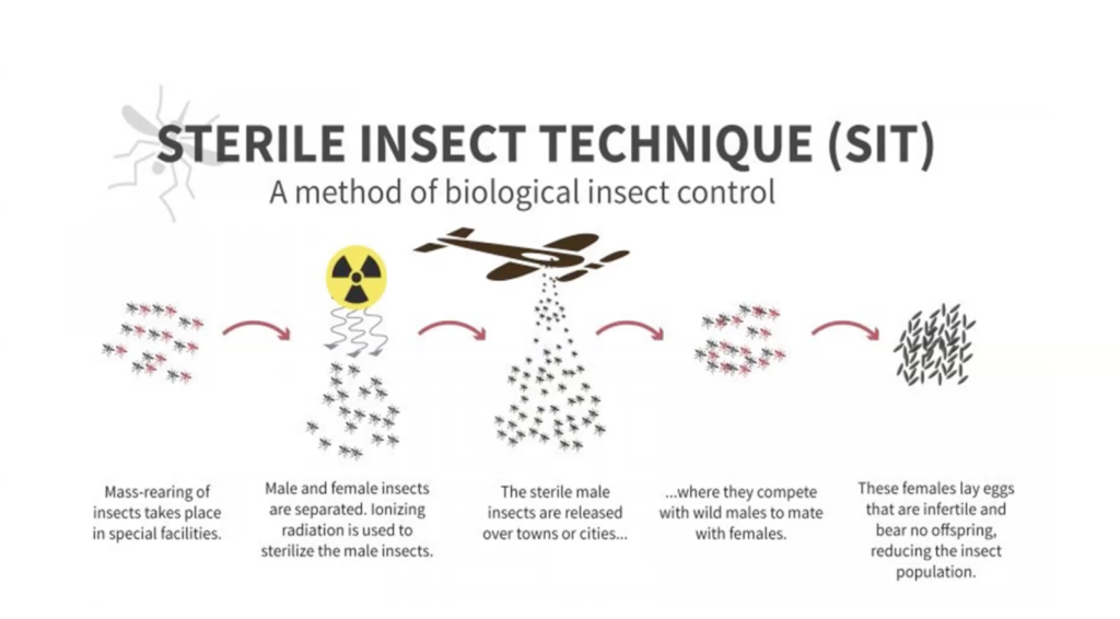 A graph demonstrating the Sterile Insect Technique process.