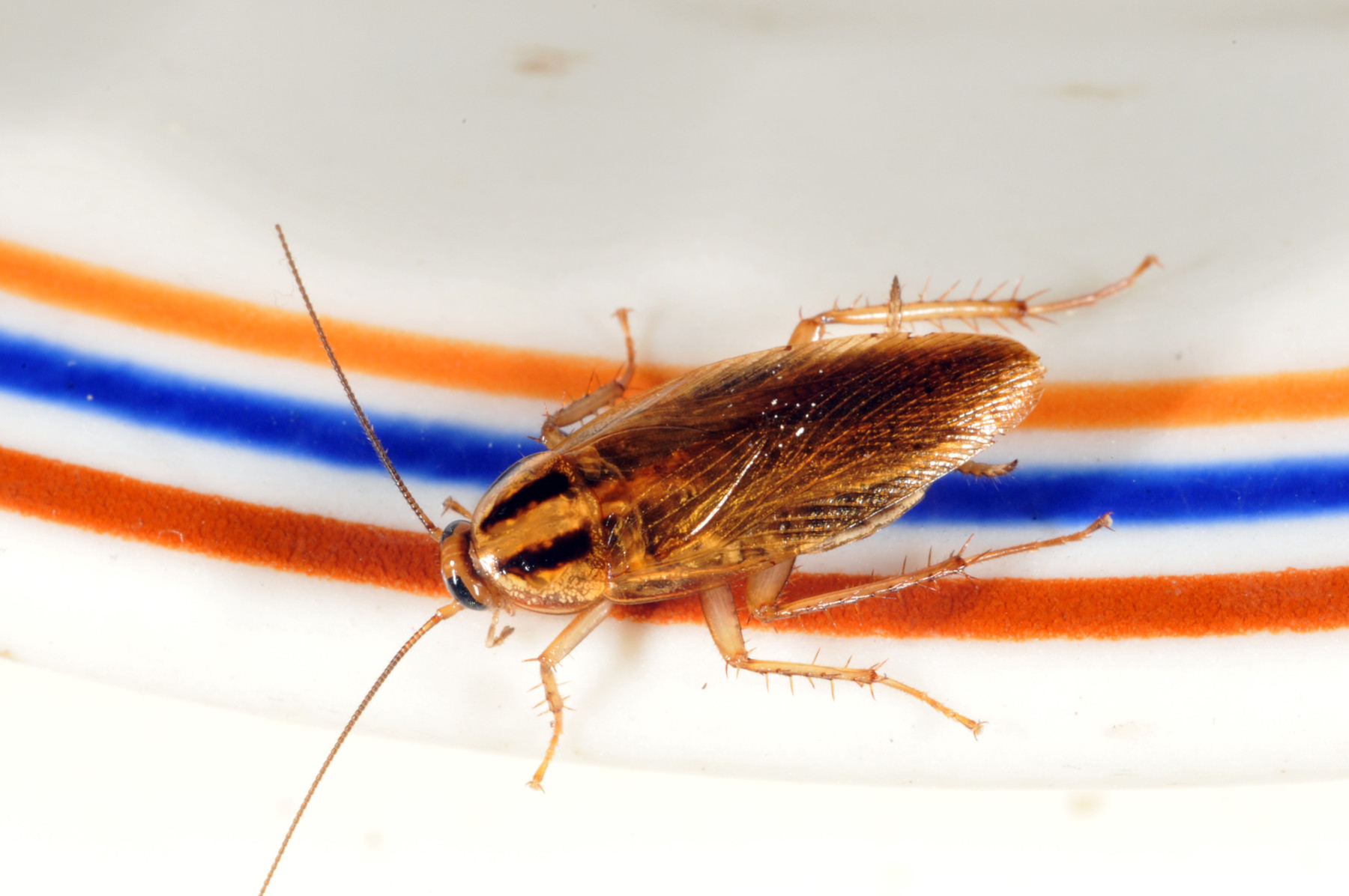 A large light brown cockroach sits on a white background with orange, blue and red stripes.