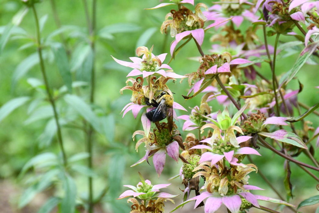 A close-up of a bee on a plant with pink flowers.