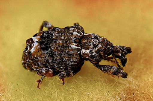 A brown, white, and black bug with two segments.