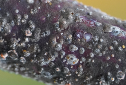 A close-up view of a purple-ish branch that is covered in round gray and white growths.
