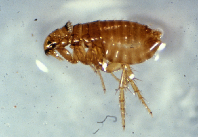 A close up of a bug suspended in liquid. It is reddish-brown and has six legs, the back two of which are much longer than the others.