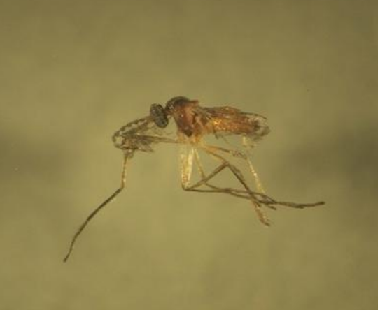 A close-up of a light brown bug with six long legs and a dark brown head.