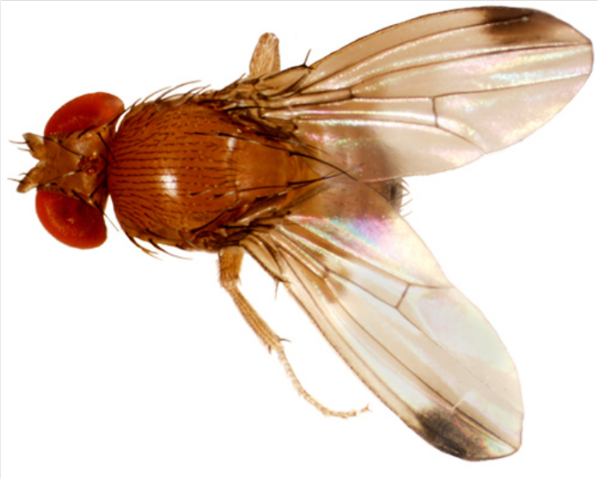 A close-up shot of a fly on a white background. It is reddish-brown with red eyes and translucent wings.