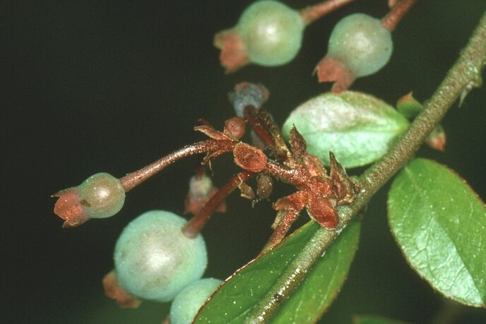 A small green sprig with red growths on ones of its buds.
