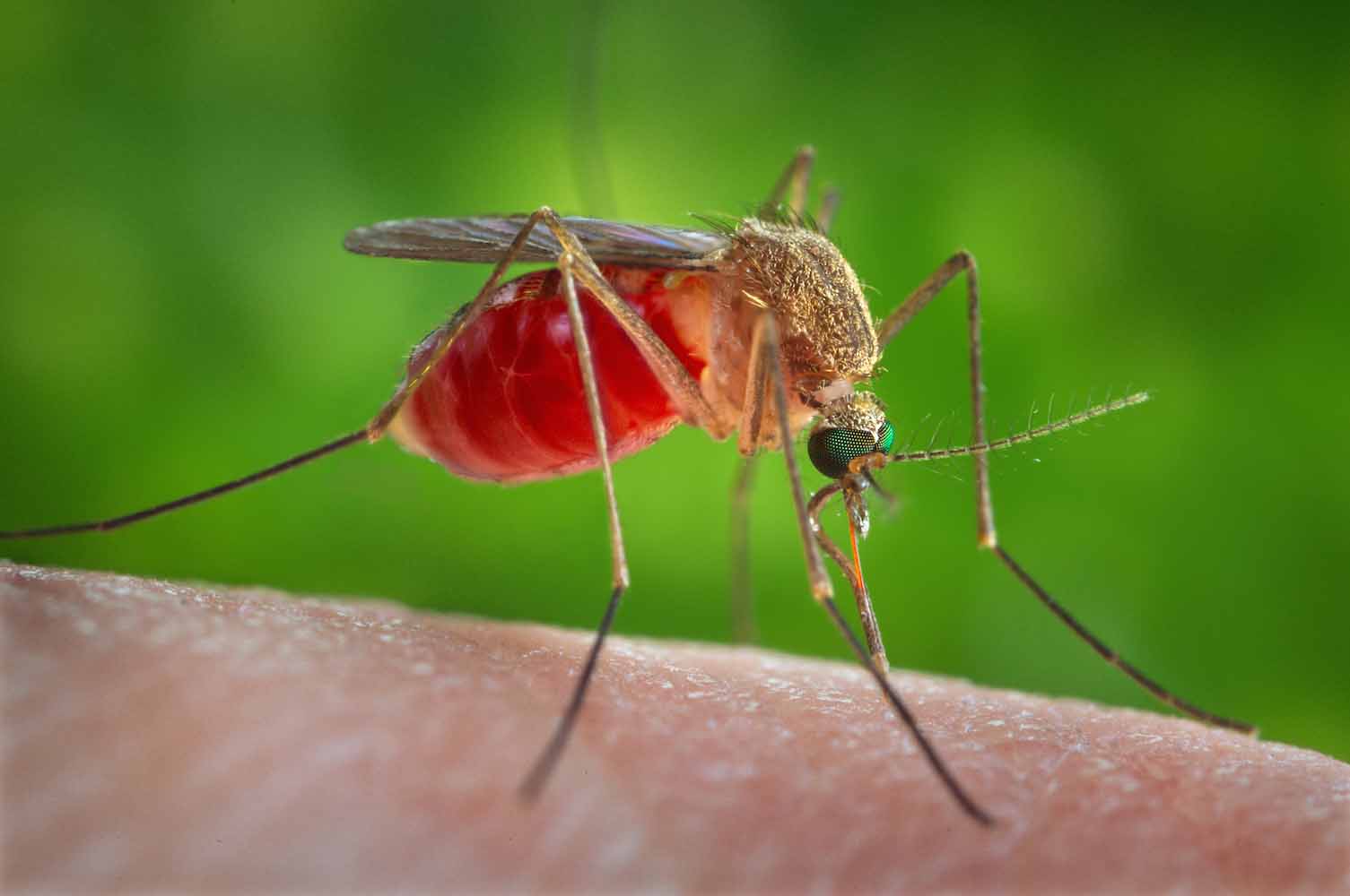 A close-up of a brown female mosquito feeding on someone's skin.
